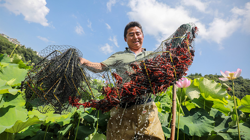 公司+基地+农户